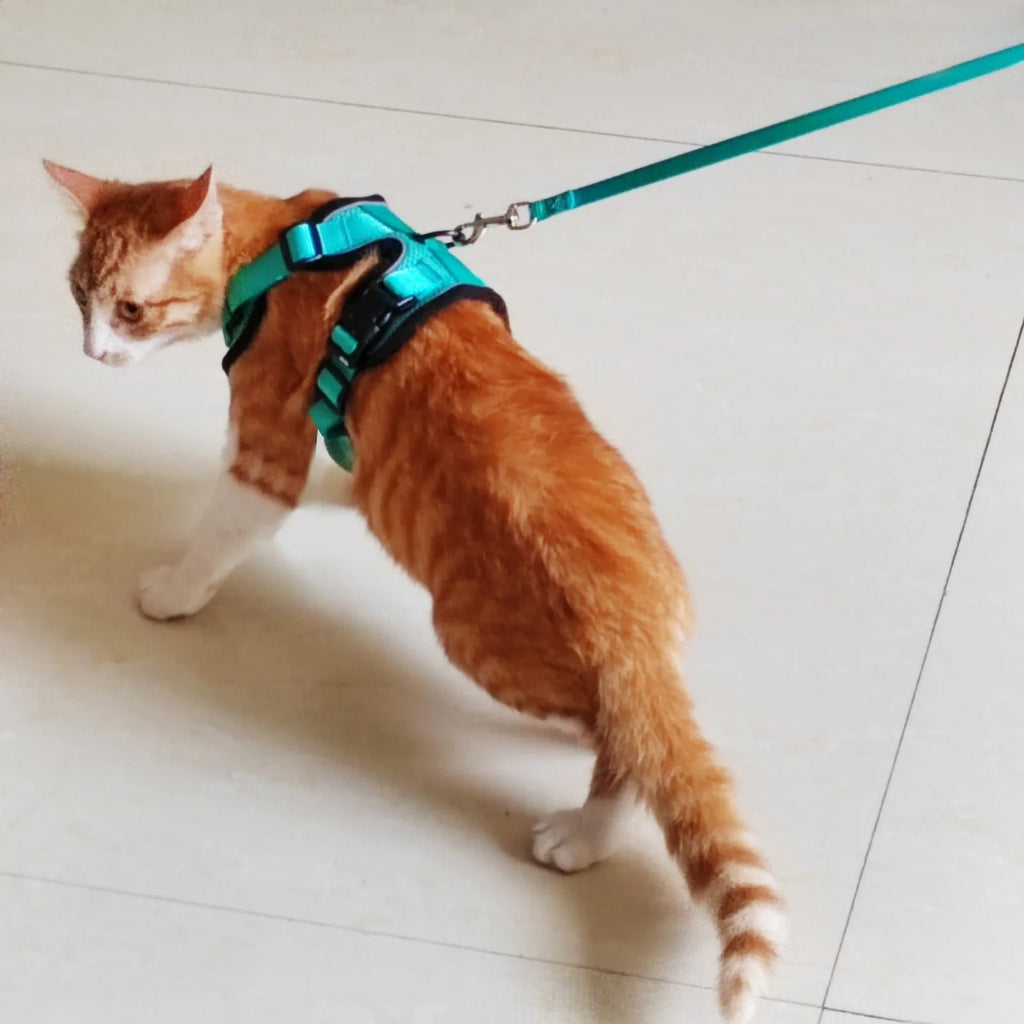 Escape Proof Cat Harness and Leash Set for Walking | Adjustable Breathable Mesh Vest with Reflective Safety Details | Secure Outdoor Jacket for Adult Cats