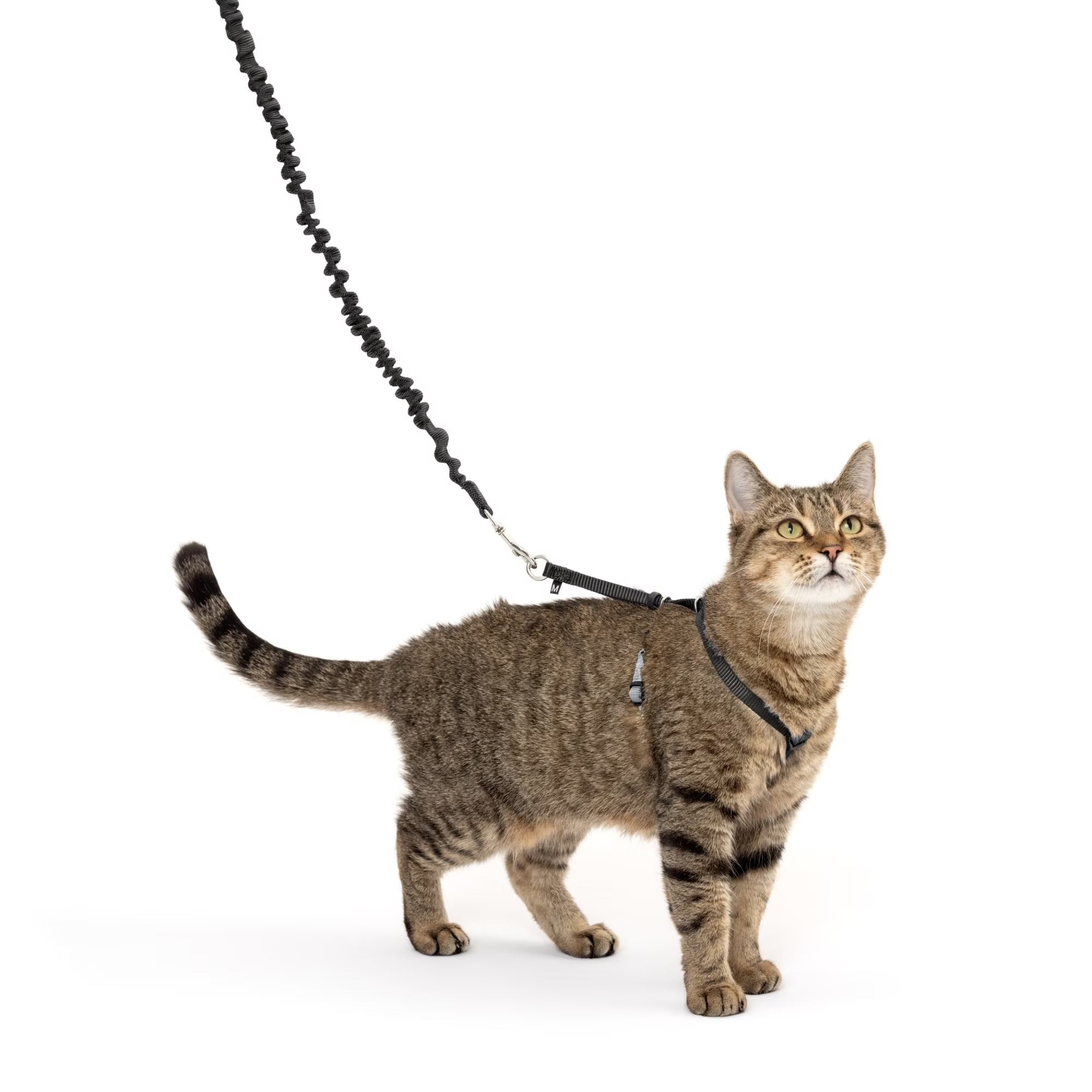 Adjustable Cat Harness and Bungee Leash Set for Walking | Gentle Control Shoulder-Fit Design | Secure Outdoor Training Harness for Indoor and Outdoor Cats