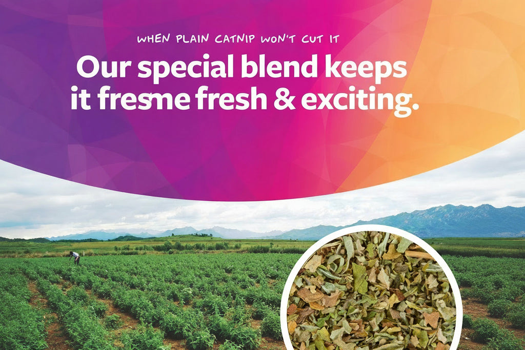 Interactive Bungee Cat Toy with Bouncy Plush Mouse Elastic Teaser for Indoor Exercise and Hunting Instincts