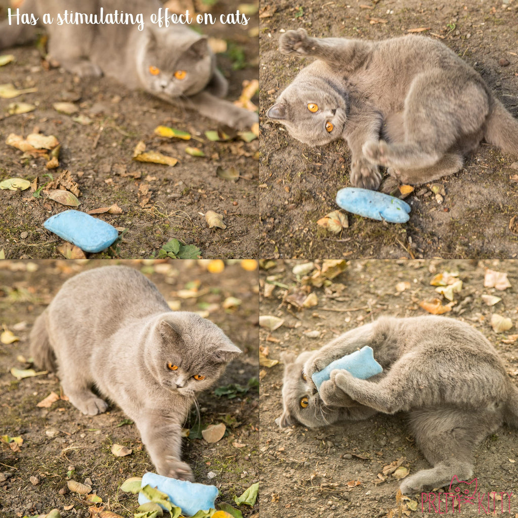 Premium Catnip Toys for Cats | 6-Piece Fluffy Cat Pillow Set | Interactive Kitten Toys and Soft Cat Accessories for Play, Hunting, and Cuddling