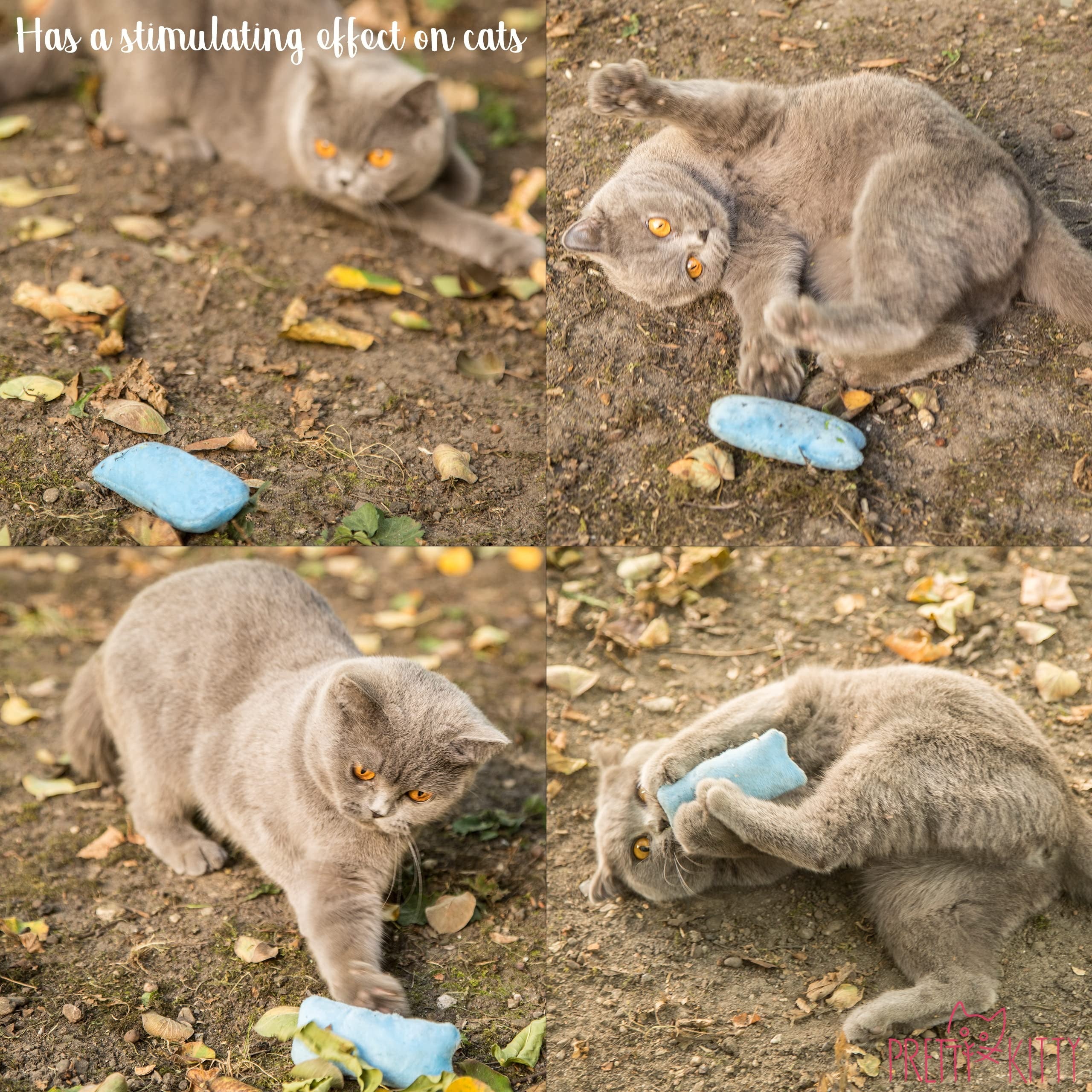 Premium Catnip Toys for Cats | 6-Piece Fluffy Cat Pillow Set | Interactive Kitten Toys and Soft Cat Accessories for Play, Hunting, and Cuddling